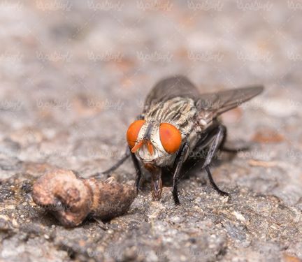Fly