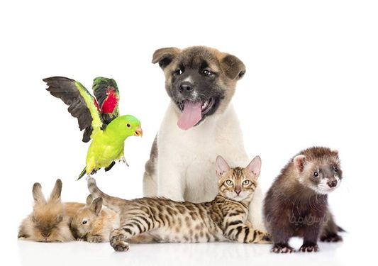 Pet