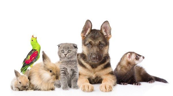 Pet