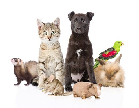 Pet