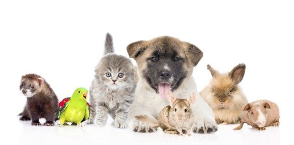 Pet