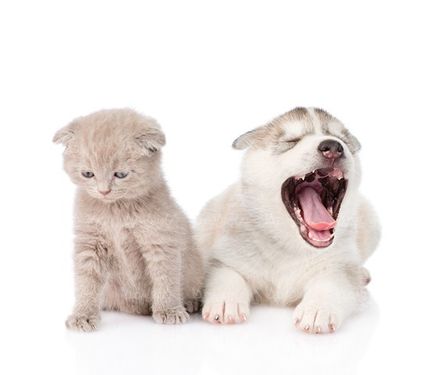 Pet