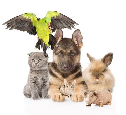 Pet