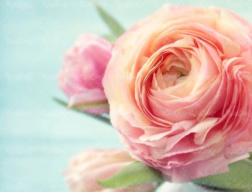 دانلود رایگان عکس گل