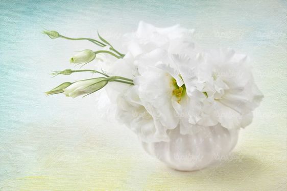 دانلود رایگان عکس گل