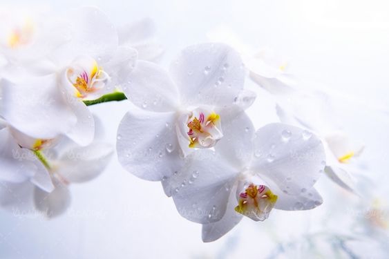 دانلود رایگان عکس گل