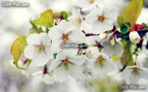 دانلود رایگان عکس گل