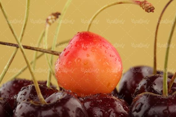 گیلاس