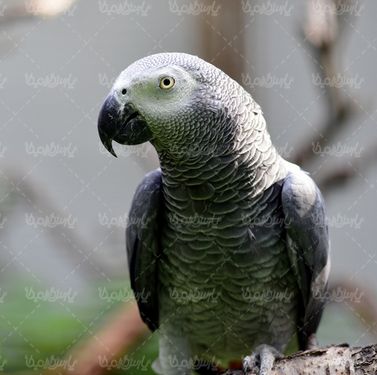 Parrot quality photos