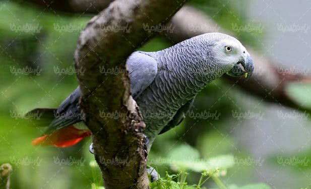 Parrot quality photos