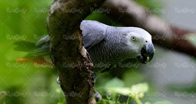 Parrot quality photos
