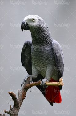 Parrot quality photos
