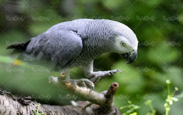 Parrot quality photos