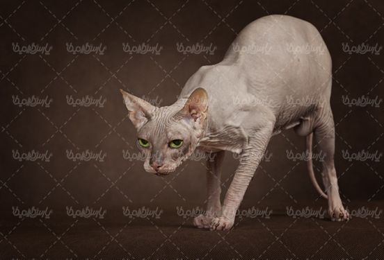 گربه بدون مو