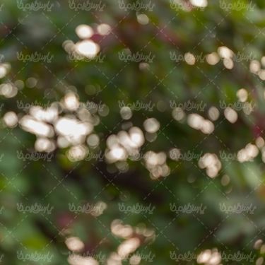 تصویر مات شاخه درخت