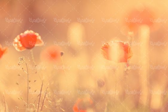 گل شقایق