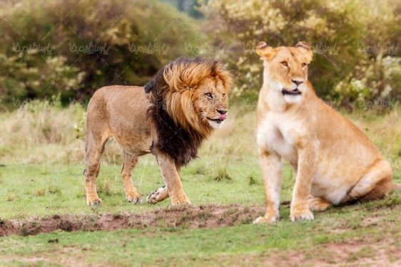 Lion