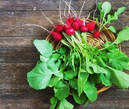 Radish