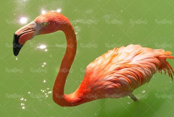 عکس با کیفیت فلامینگو