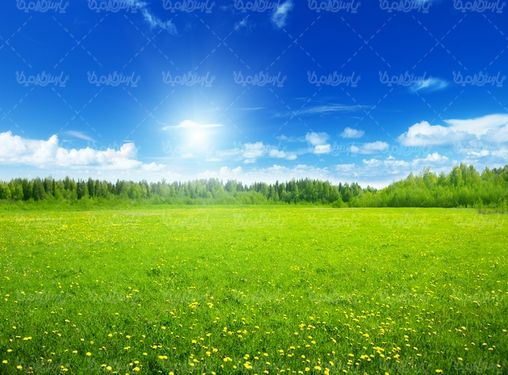 منظره سرسبز
