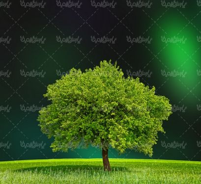 عکس با کیفیت تک درخت