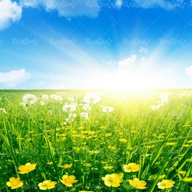 دانلود عکس با کیفیت بهار