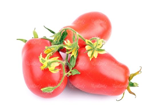 گوجه فرنگی