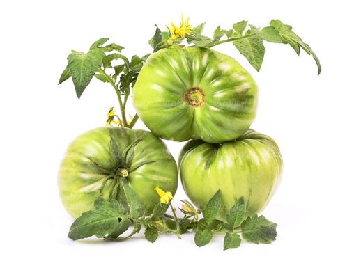 گوجه فرنگی نرسیده