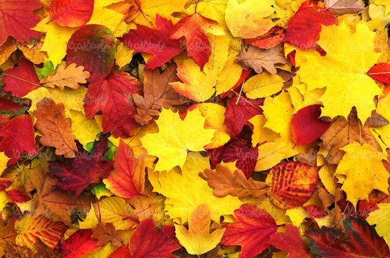 Autumn landscape