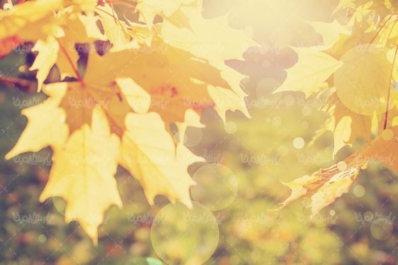 Autumn landscape