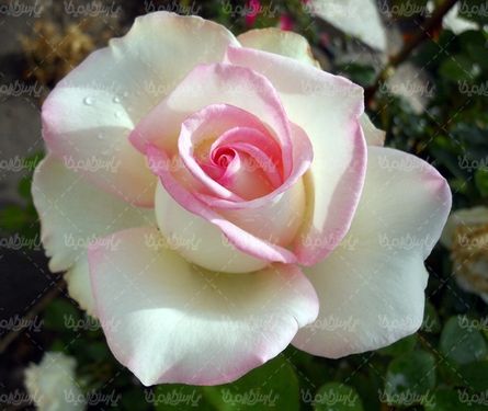 Flower quality image