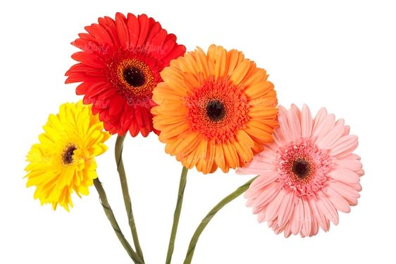 Flower quality image