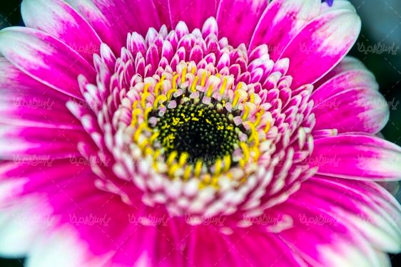 Flower quality image