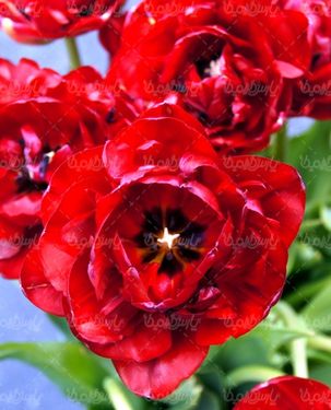Flower quality image