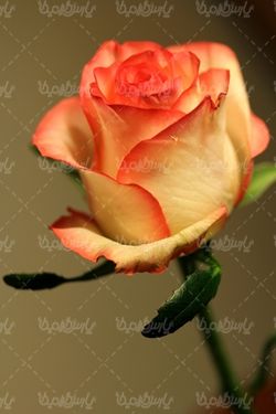 Flower quality image