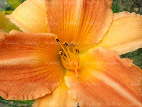 Flower quality image