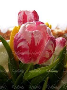 Flower quality image