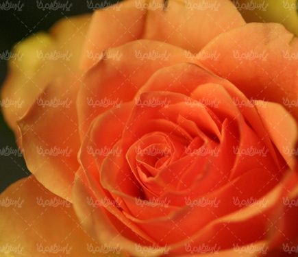 دانلود رایگان عکس گل