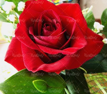 دانلود رایگان عکس گل