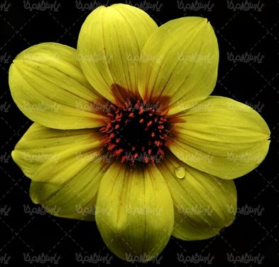 دانلود رایگان عکس گل