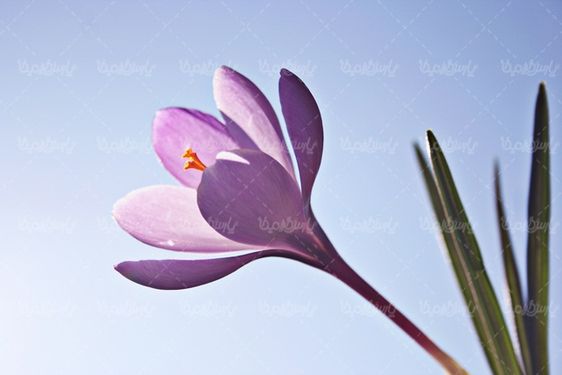 دانلود رایگان عکس گل