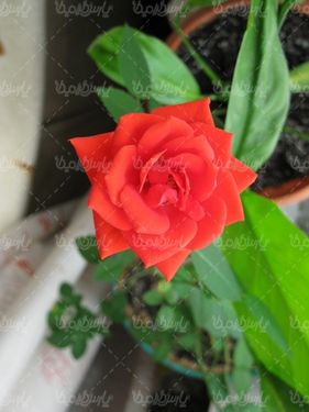دانلود رایگان عکس گل