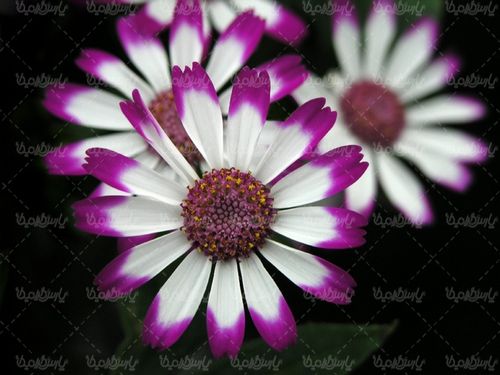 گل طبیعی