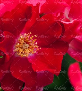 گل طبیعی