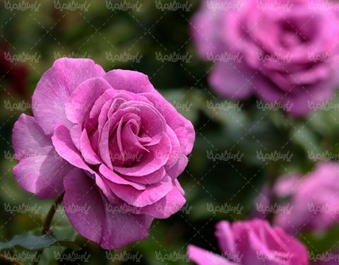 گل طبیعی