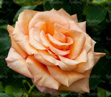 دانلود رایگان عکس گل طبیعی