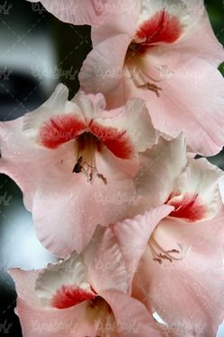 دانلود رایگان عکس گل طبیعی