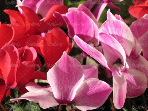 دانلود رایگان عکس گل طبیعی