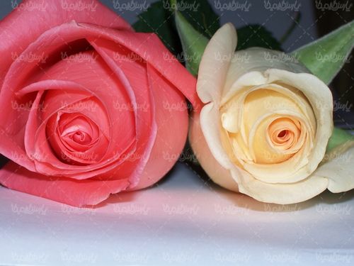 دانلود رایگان عکس گل طبیعی