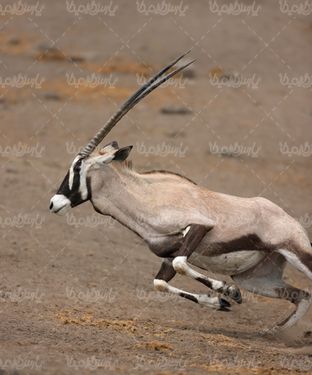 حیات وحش